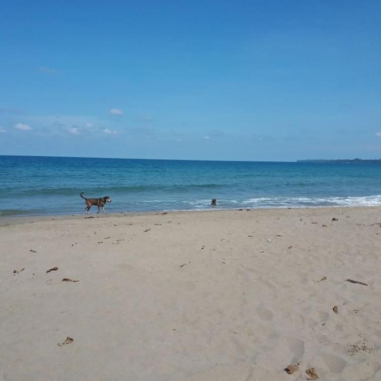 Tasty Dayz Hostel Puerto Viejo de Talamanca Экстерьер фото